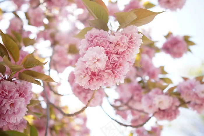 樱花，花朵，春天