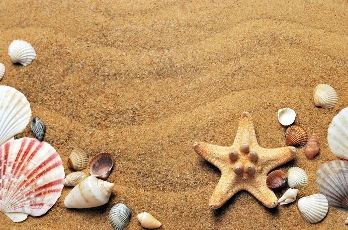 海，沙，海岸，海滩，贝壳，度假，性质