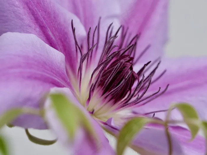 关闭，空调，春天，宏，梅花，水华