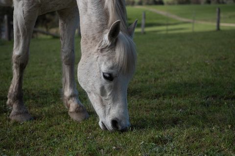 马，小马，澳大利亚的小马，动物，哺乳动物