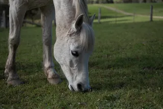 马，小马，澳大利亚的小马，动物，哺乳动物