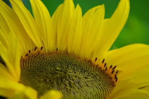 向日葵,黄色,花卉,水华,植物区系,美丽 向日葵,黄色,花卉,水华,植物区系,美丽