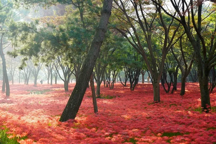 同步，西番莲，红色，花