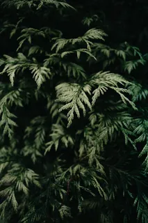 植物,喜怒无常,性质,绿色,夏季,植物区系,春天 植物,喜怒无常,性质,绿色,夏季,植物区系,春天