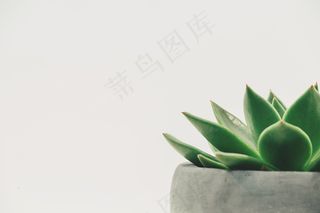 植物，肉质，盆栽，白色空间，白色背景