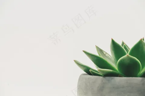 植物,肉质,盆栽,白色空间,白色背景 植物,肉质,盆栽,白色空间,白色背景