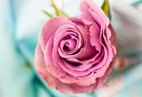 玫瑰,花卉,花瓣,爱,花卉,宏,粉色 玫瑰,花卉,花瓣,爱,花卉,宏,粉色
