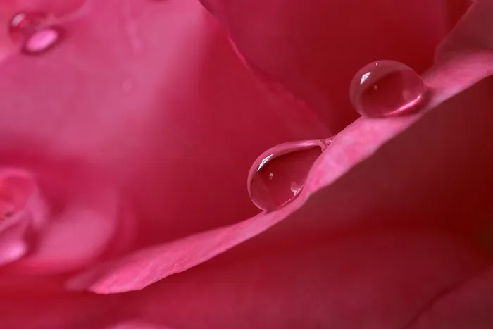 珠绣，水滴，雨滴，滴水，花瓣，水