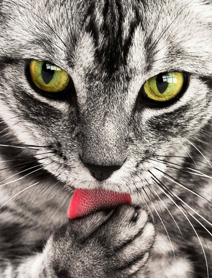 虎斑猫，猫，肖像，猫科动物，动物，宠物