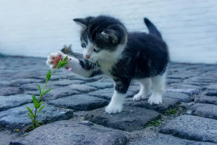 猫，花卉，小猫，石头，宠物，动物，探索