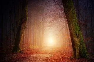 性质，森林，树木，光，太阳，雾，有雾，日落