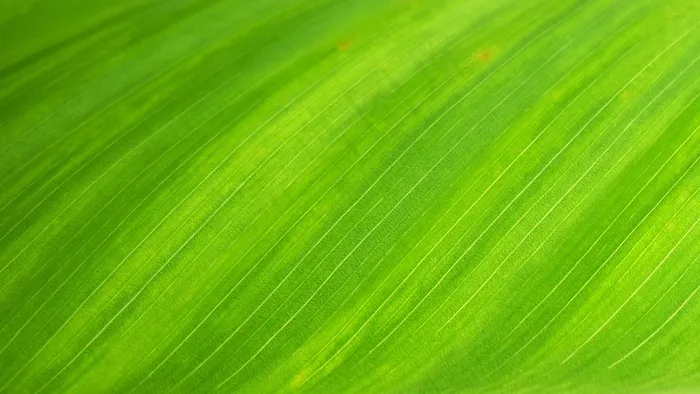 绿叶，自然，叶子，结构，纹理