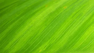 绿叶，自然，叶子，结构，纹理