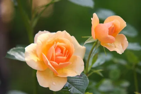玫瑰,花卉,梅花,水华,玫瑰绽放,植物 玫瑰,花卉,梅花,水华,玫瑰绽放,植物