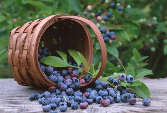 蓝莓图片