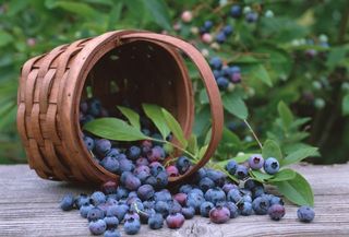 蓝莓图片