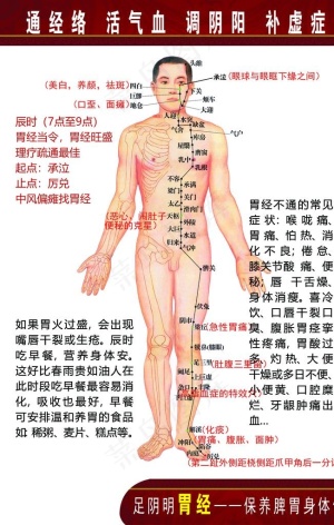 人体经络穴位胃经图片