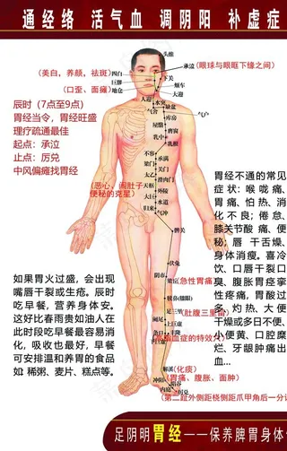人体经络穴位胃经图片