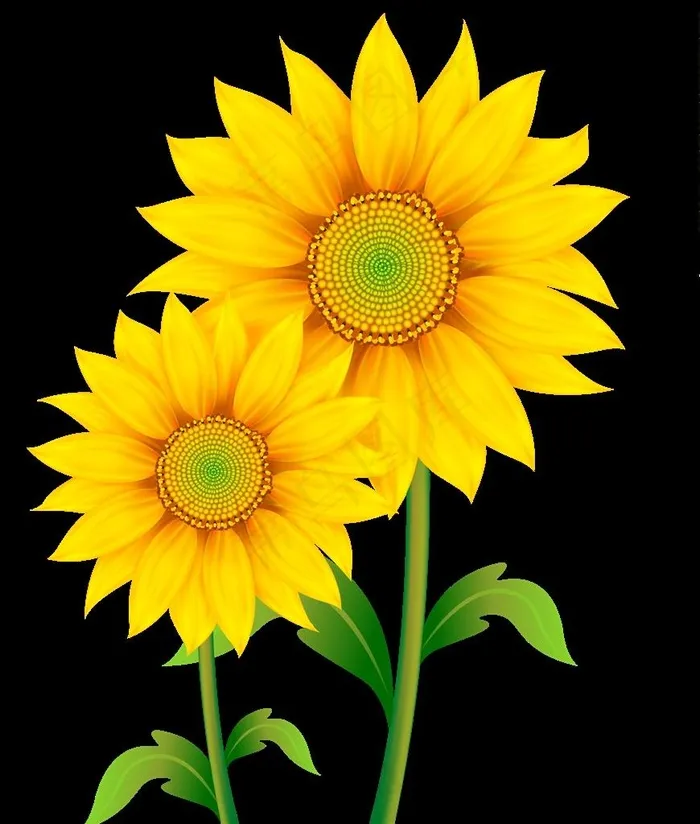 手绘向日葵免抠图素材图片