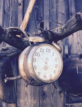 挂在树上的闹钟图片