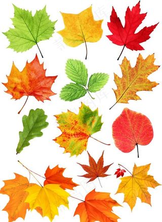 秋天各种颜色枫叶psd素材图片