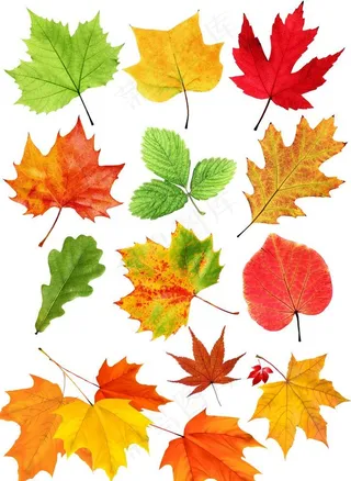 秋天各种颜色枫叶psd素材图片
