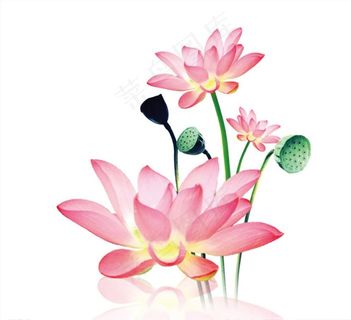 荷花素材图片