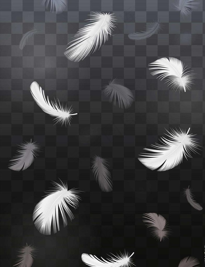 羽毛图片