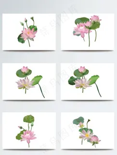 荷花矢量图片