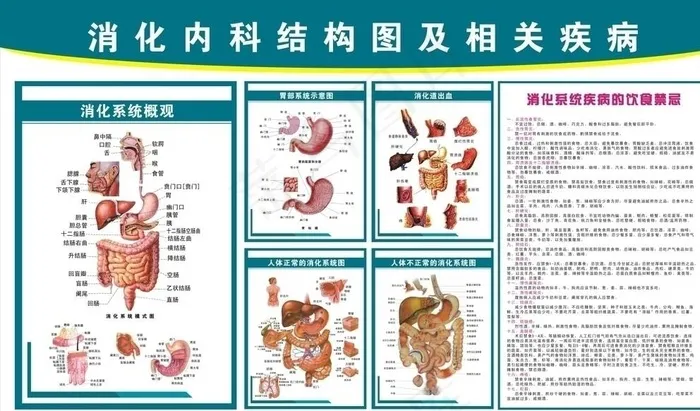 消化内科医院挂图图片cdr矢量模版下载