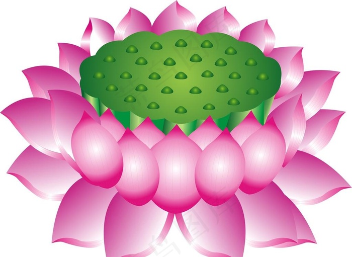 矢量莲花座图片