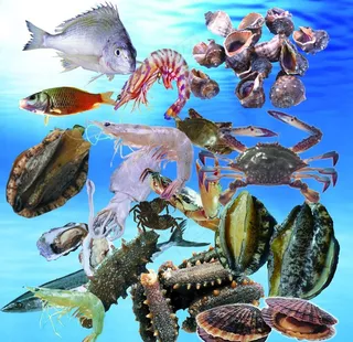 虾蟹海参鱿鱼图片