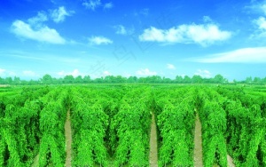 山药架图片