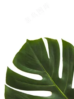 叶子图片 叶子图片