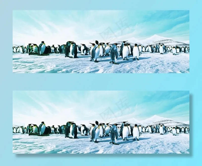 南极雪地上的企鹅图片