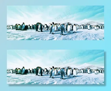 南极雪地上的企鹅图片