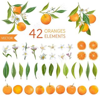 橙子花橙子叶子橙子手绘素材图片
