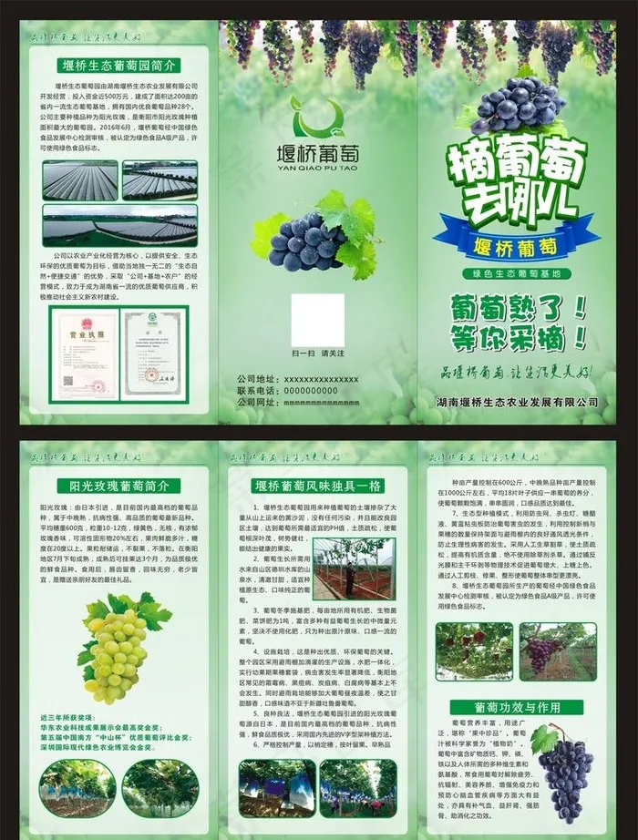 葡萄园三折页  传单图片(420X297)cdr矢量模版下载