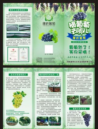 葡萄园三折页  传单图片