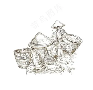 包装素材采茶女矢量图片