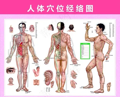 人体穴位图 十二经络图图片 人体穴位图 十二经络图图片