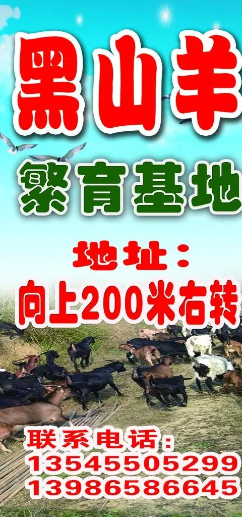 黑山羊图片(3150X6299(DPI:80))psd模版下载