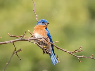 树枝上的蓝色鸟图片