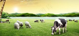 奶牛草原风景图片
