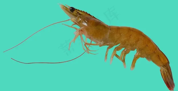 活虾图片 活虾图片
