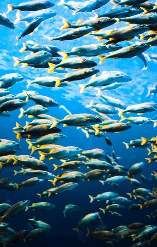 冷水观赏鱼群图片