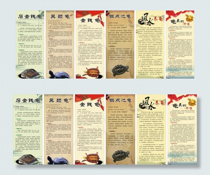 龟介绍图片