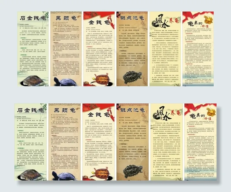 龟介绍图片(210X297)cdr矢量模版下载