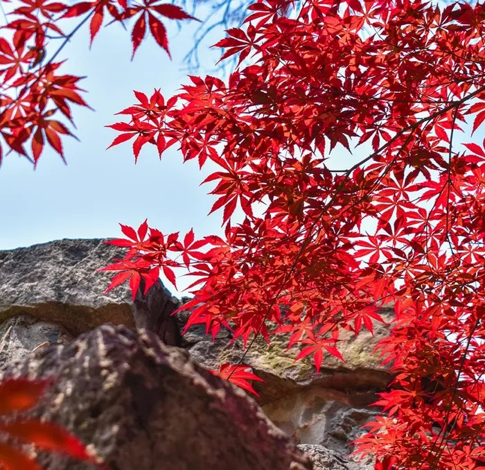 红色枫叶图片