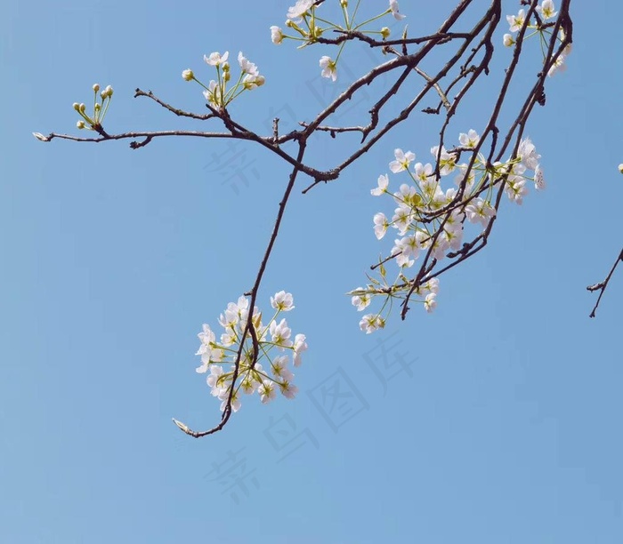 樱花图片